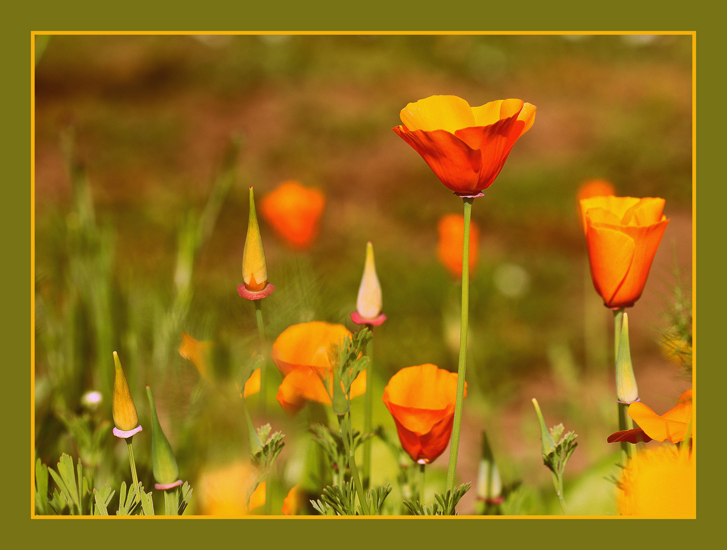 Kanadischer Goldmohn