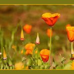 Kanadischer Goldmohn