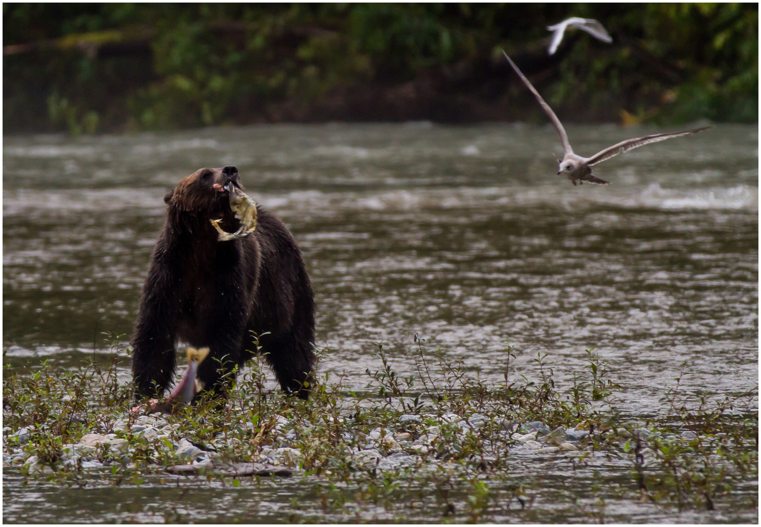 Kanadischer Grizzly-Bär häutet einen Lachs