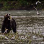 Kanadischer Grizzly-Bär häutet einen Lachs
