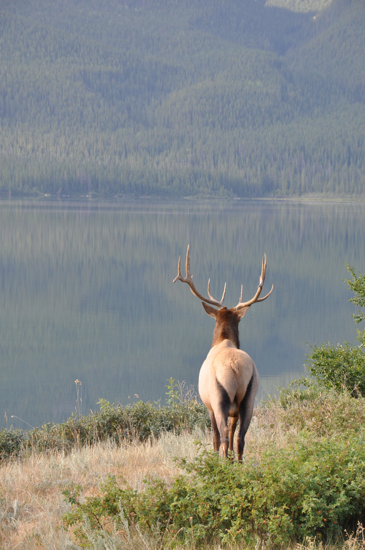 Kanadischer Hirsch