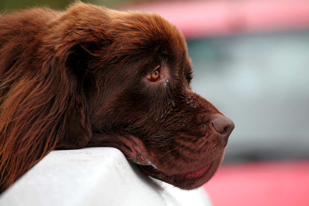 Kanadischer "ich habe Langeweile" - Hund