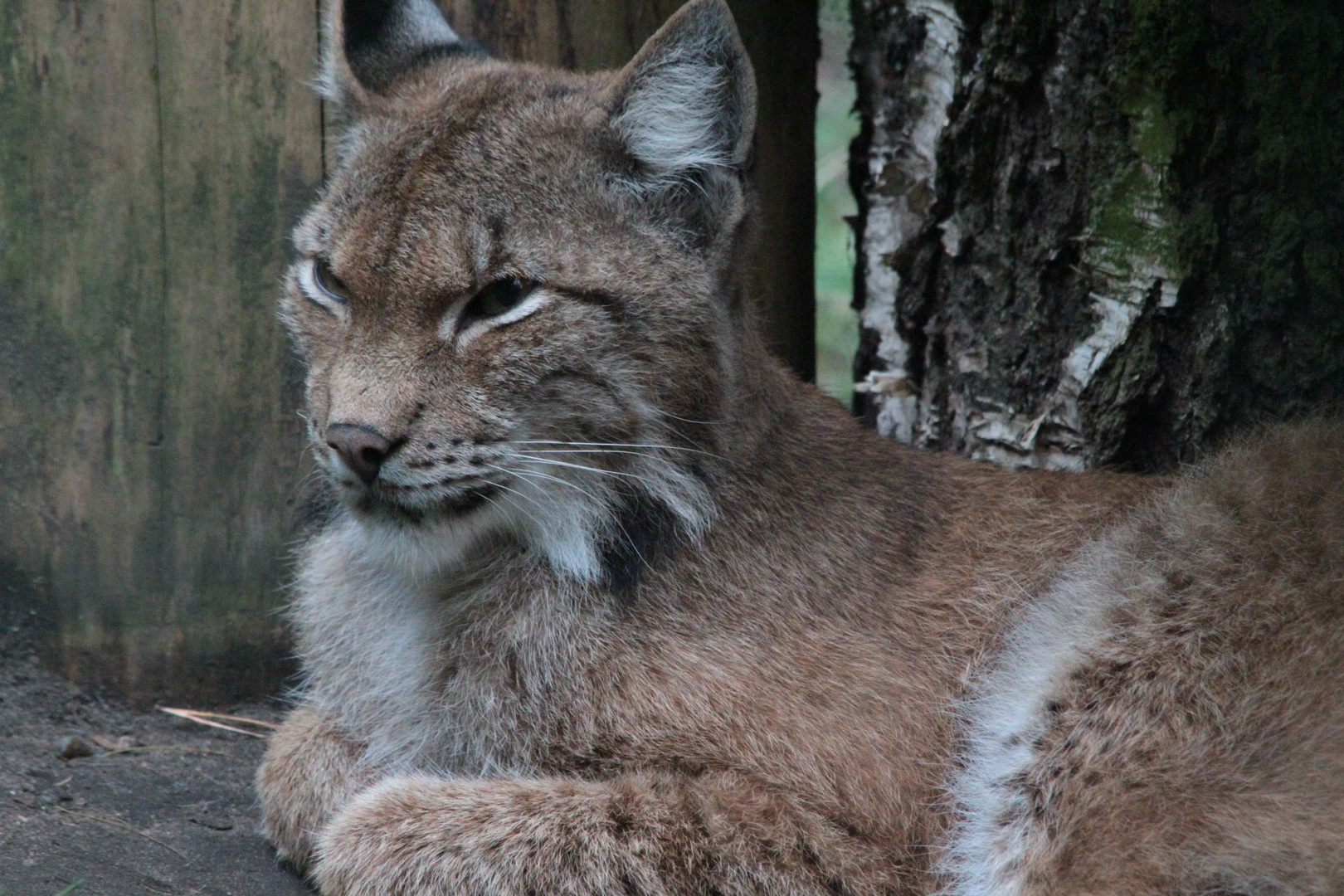 Kanadischer Luchs