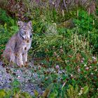 Kanadischer Luchs