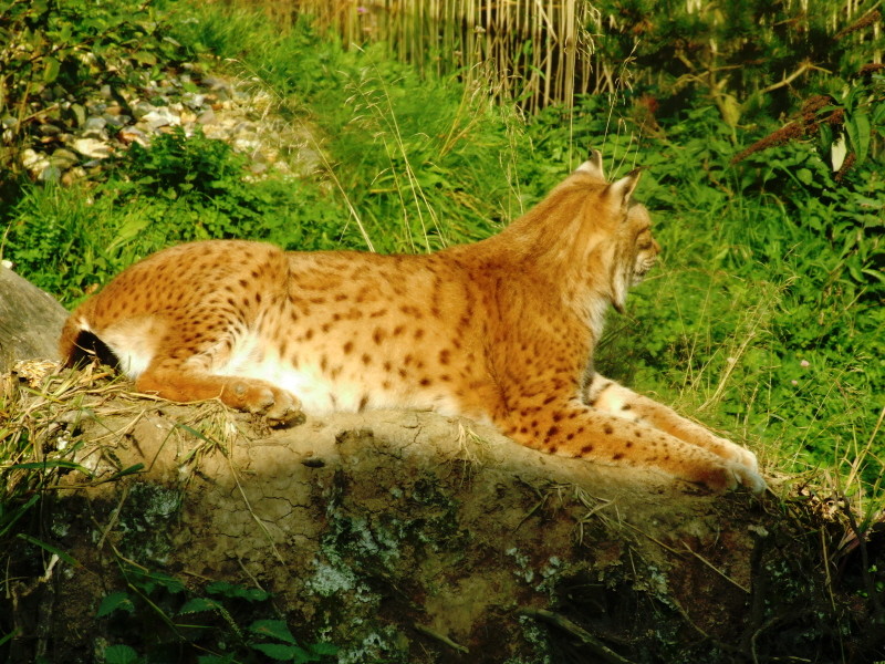 Kanadischer Luchs noch hat er ein sonniges Plätzchen von Liz Thieme