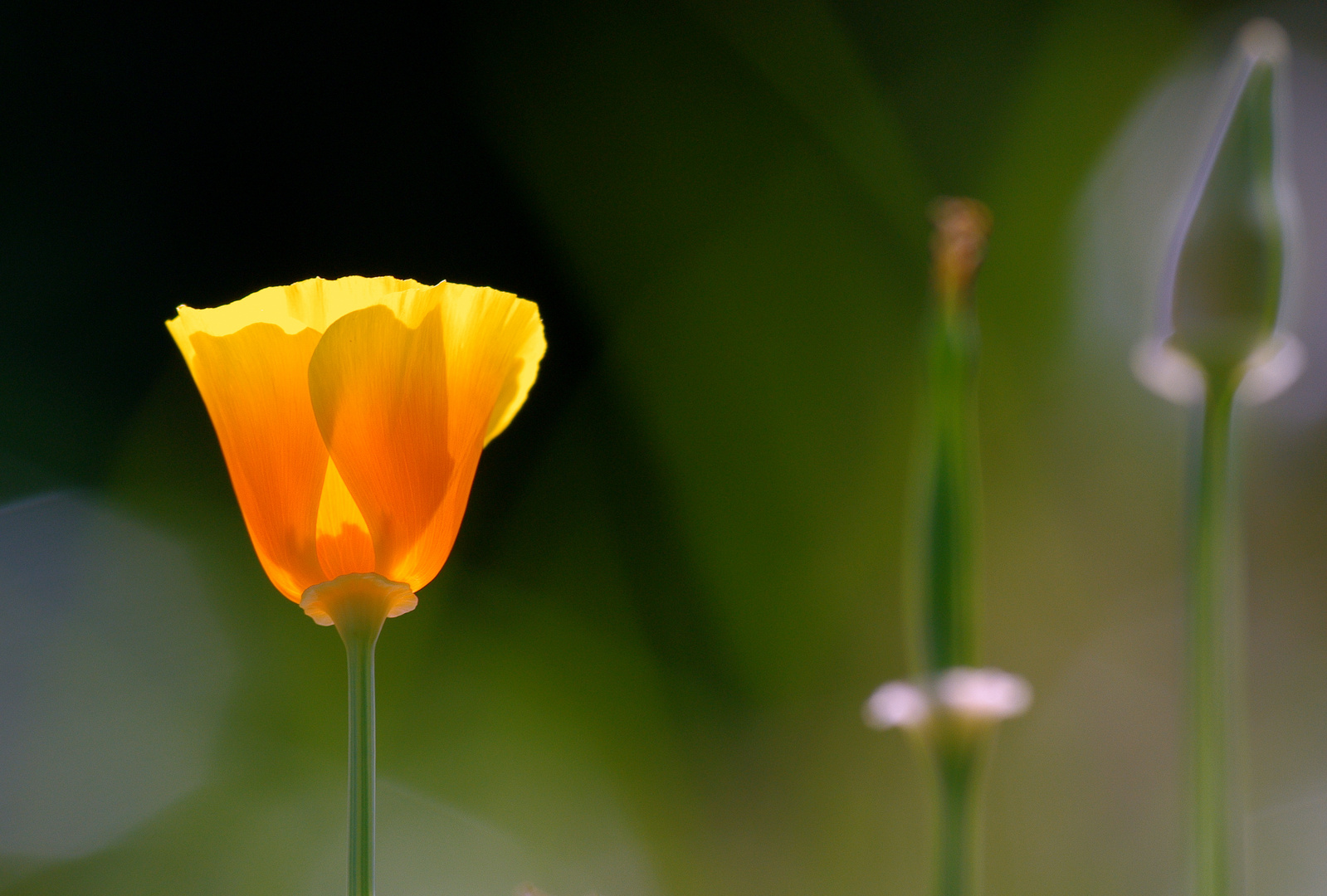 Kanadischer Mohn