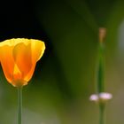 Kanadischer Mohn