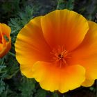 Kanadischer Mohn - eschcholzia californica