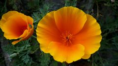 Kanadischer Mohn - eschcholzia californica