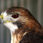 Kanadischer Rotschwanzbussard