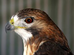 Kanadischer Rotschwanzbussard