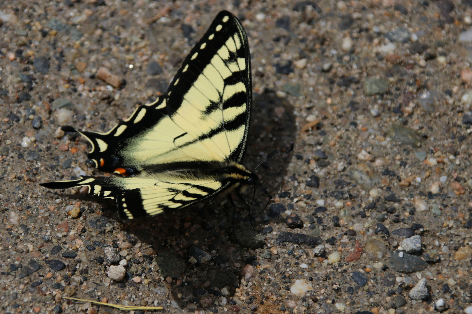 Kanadischer Tigerschwalbenschwanz