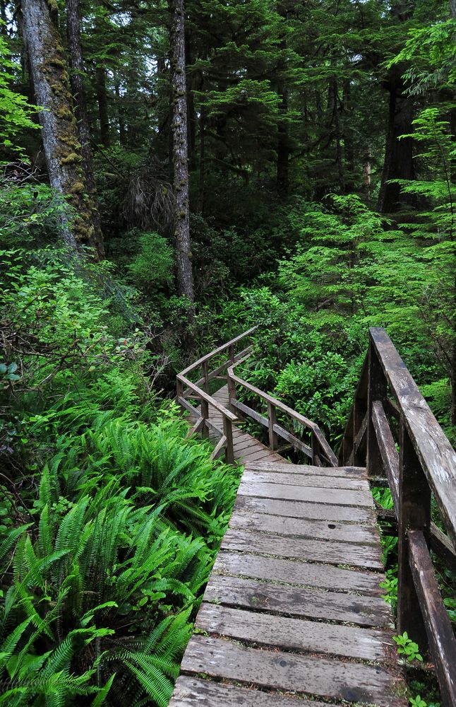 Kanadischer Urwald auf Vancouver Island