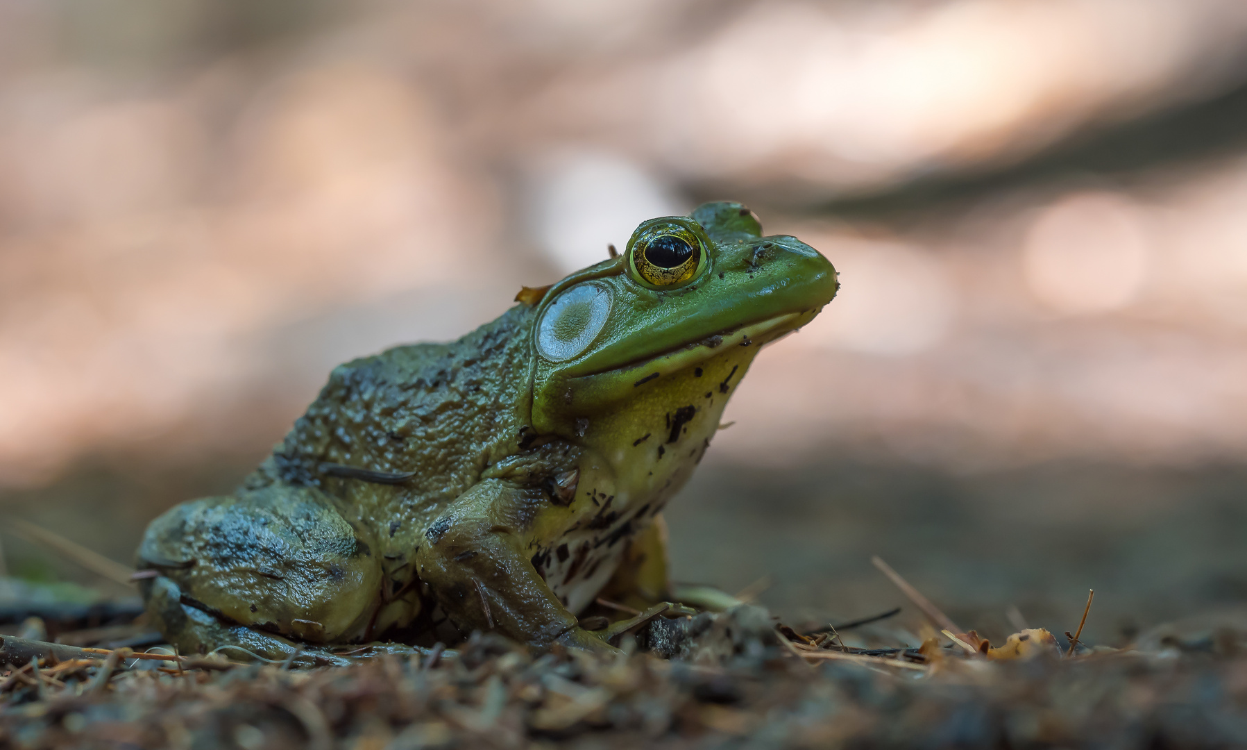 kanadischer Waldfrosch