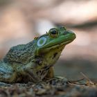 kanadischer Waldfrosch