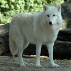 Kanadischer weißer Wolf