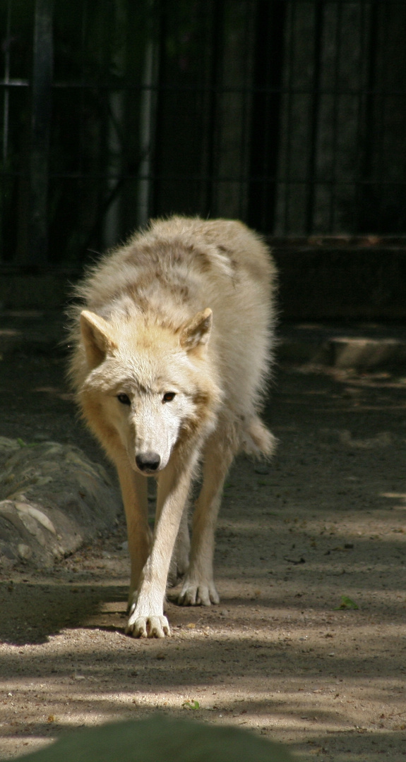 Kanadischer Wolf