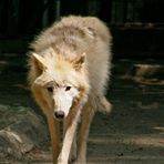 Kanadischer Wolf