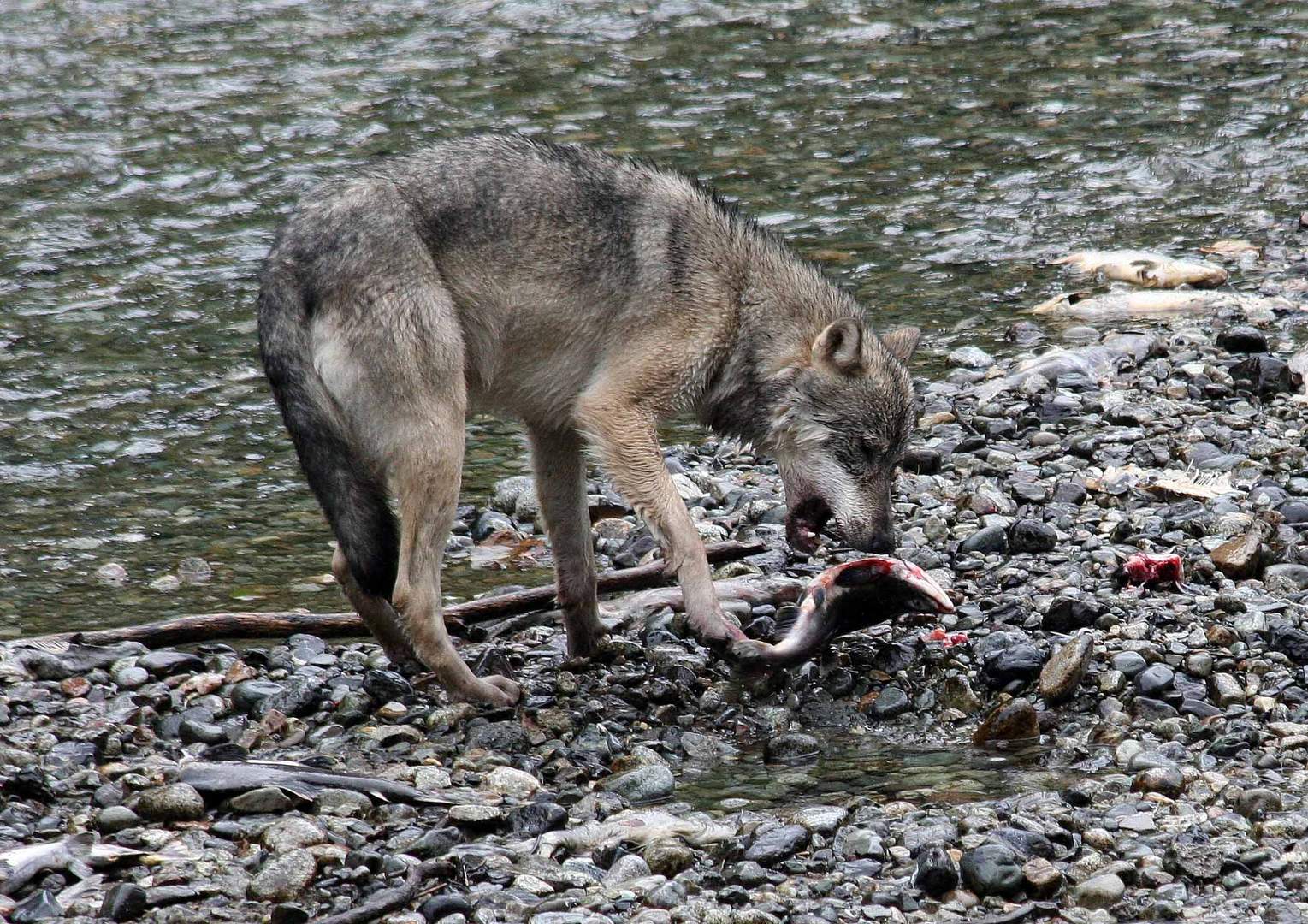 Kanadischer Wolf (Canis Lipas hudsonicas) (12)