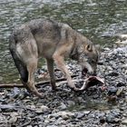 Kanadischer Wolf (Canis Lipas hudsonicas) (12)