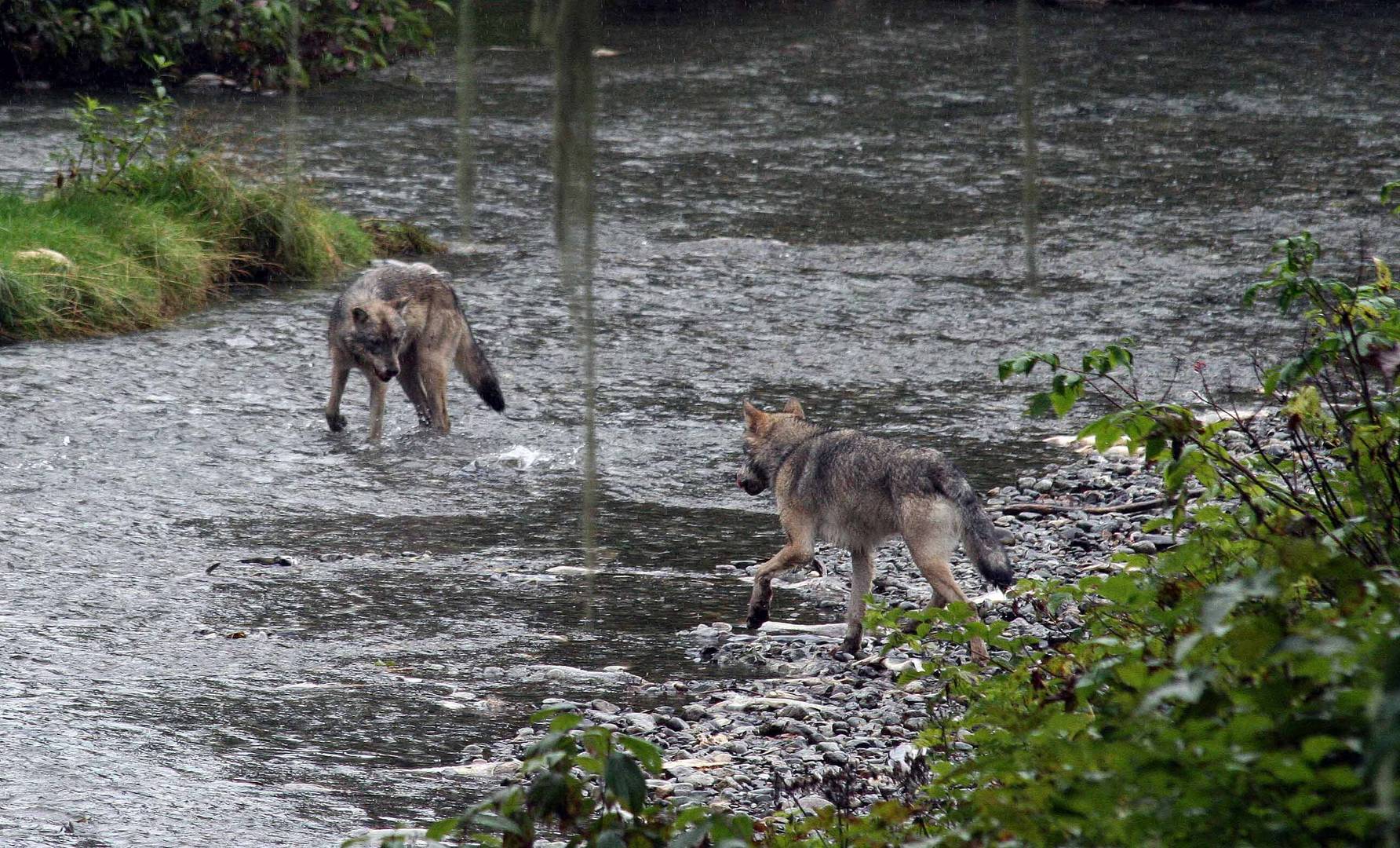 Kanadischer Wolf (Canis Lupas hudsonicas) (1)