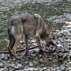 Kanadischer Wolf (Canis Lupas hudsonicas) (10)