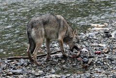 Kanadischer Wolf (Canis Lupas hudsonicas) (10)