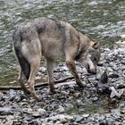 Kanadischer Wolf (Canis Lupas hudsonicas) (11)