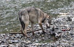 Kanadischer Wolf (Canis Lupas hudsonicas) (11)