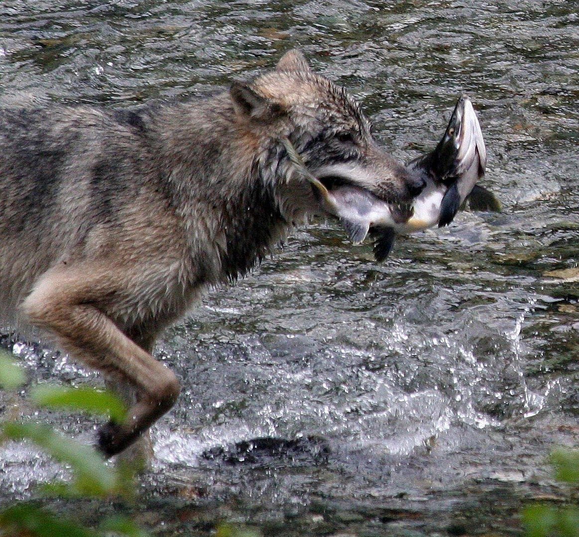 Kanadischer Wolf (Canis Lupas hudsonicas) (13)