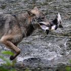 Kanadischer Wolf (Canis Lupas hudsonicas) (13)