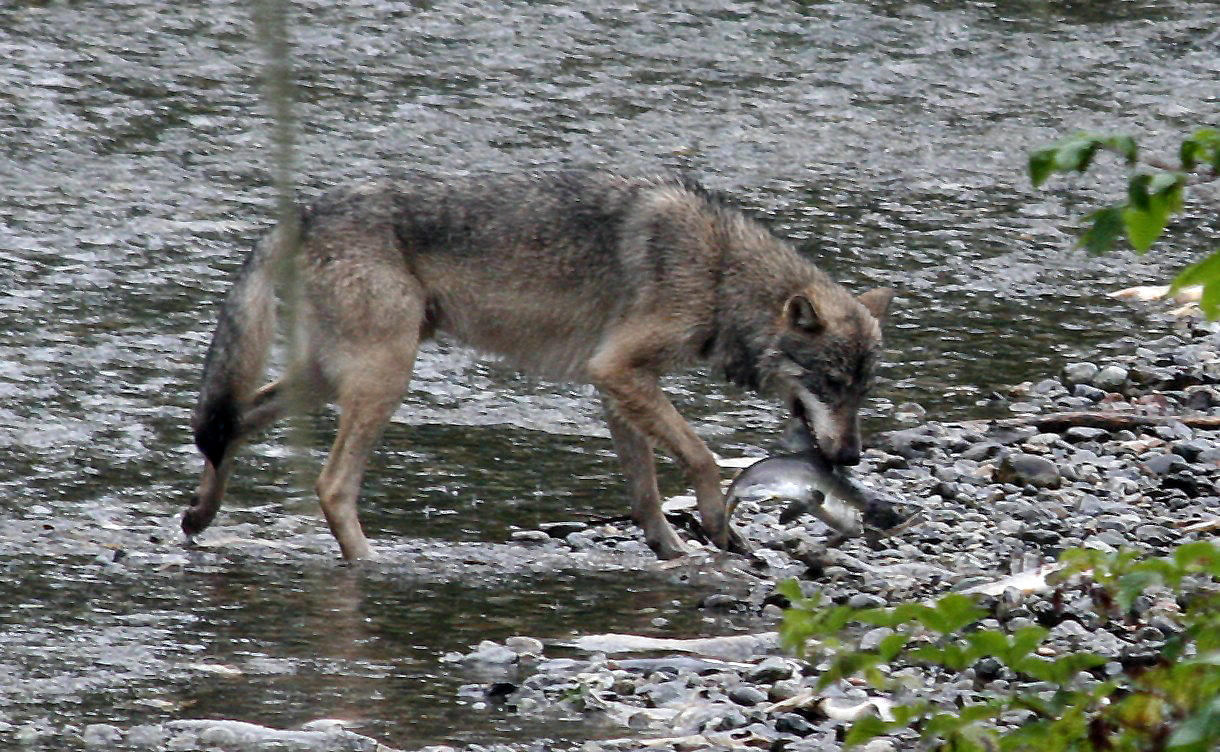 Kanadischer Wolf (Canis Lupas hudsonicas) (15)