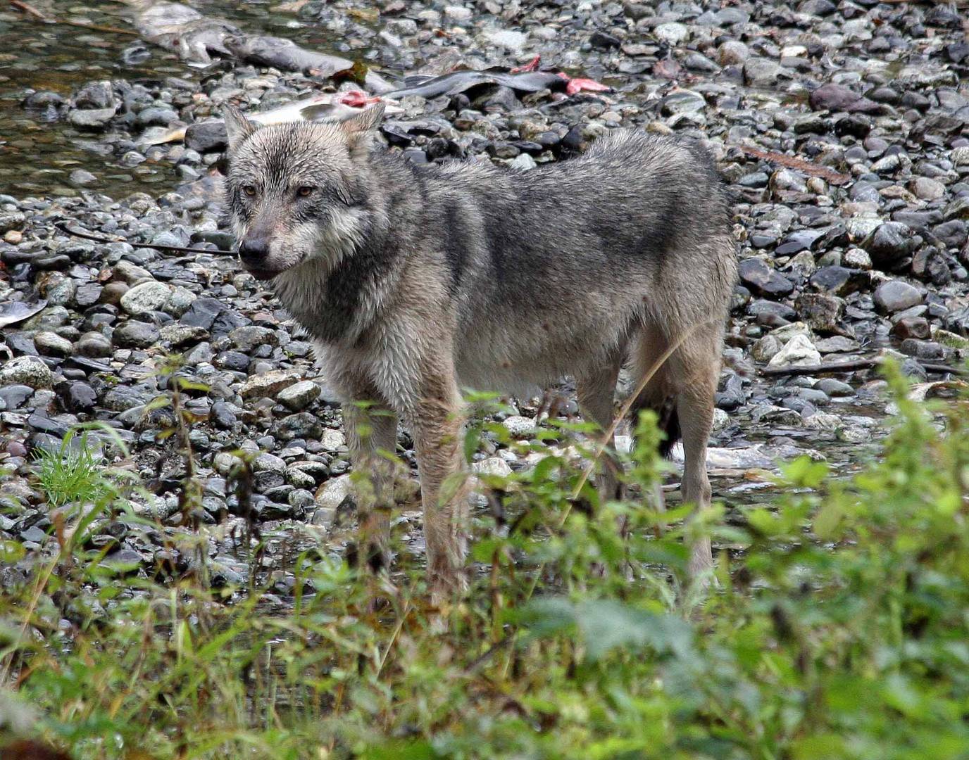 Kanadischer Wolf (Canis Lupas hudsonicas) (2)