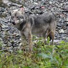 Kanadischer Wolf (Canis Lupas hudsonicas) (2)