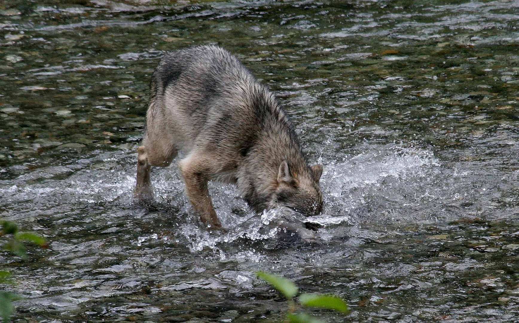 Kanadischer Wolf (Canis Lupas hudsonicas) (4)