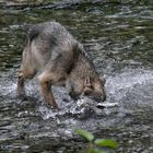 Kanadischer Wolf (Canis Lupas hudsonicas) (4)