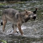 Kanadischer Wolf (Canis Lupas hudsonicas) (6)