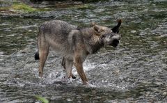 Kanadischer Wolf (Canis Lupas hudsonicas) (6)