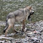 Kanadischer Wolf (Canis Lupas hudsonicas) (7)