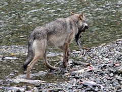 Kanadischer Wolf (Canis Lupas hudsonicas) (7)