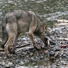 Kanadischer Wolf (Canis Lupas hudsonicas) (9)