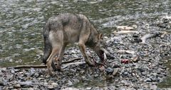 Kanadischer Wolf (Canis Lupas hudsonicas) (9)