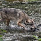 Kanadischer Wolf (Canis Lupas husonicas) (3)