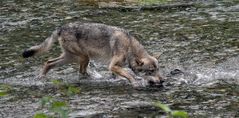 Kanadischer Wolf (Canis Lupas husonicas) (3)