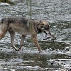 Kanadischer Wolf (Canis Lupos hudsonicas) (14)