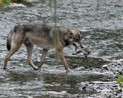 Kanadischer Wolf (Canis Lupos hudsonicas) (14)