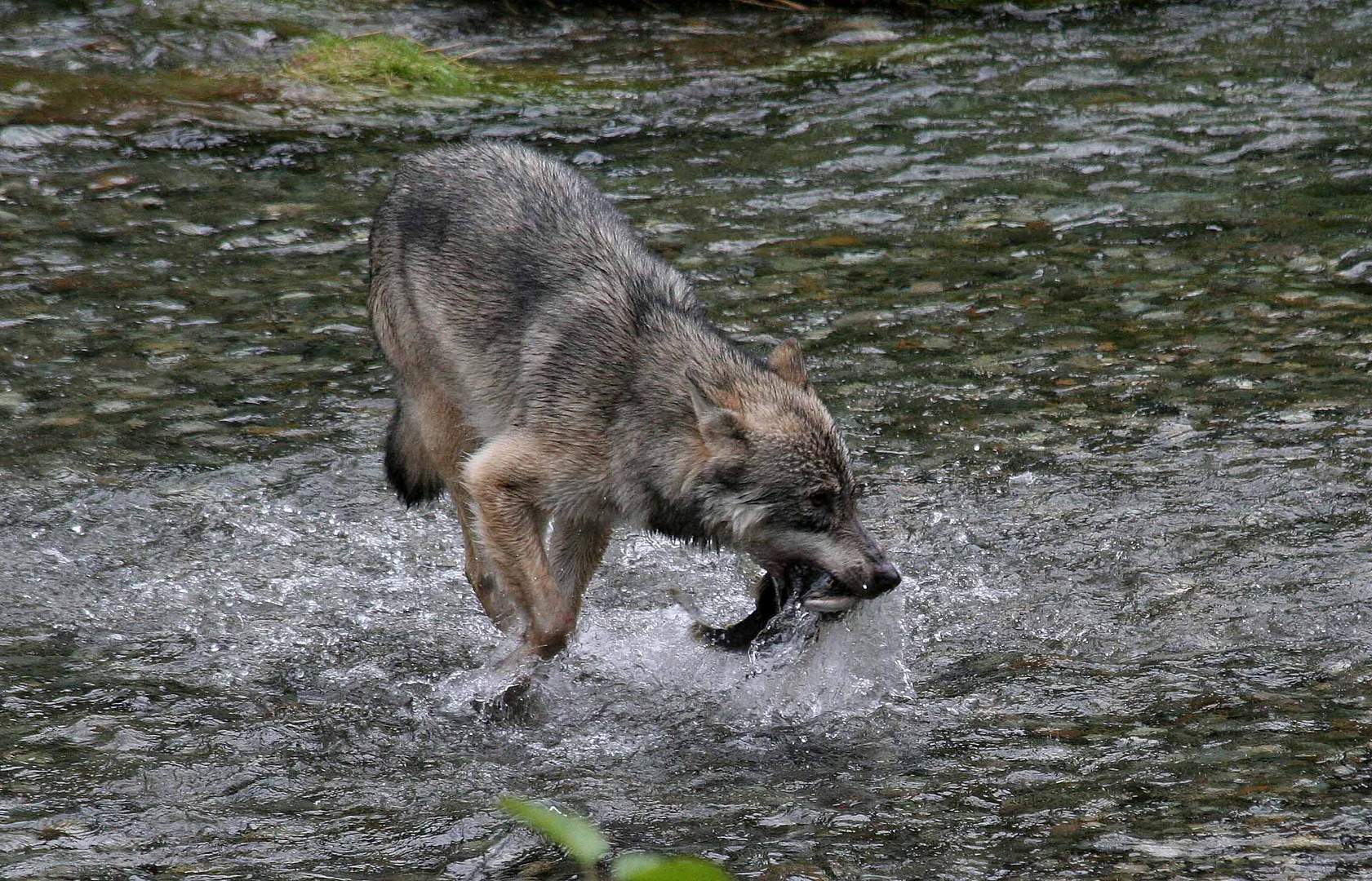 Kanadischer Wolf (Canis Lupus hudsonicas) (5)