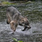 Kanadischer Wolf (Canis Lupus hudsonicas) (5)