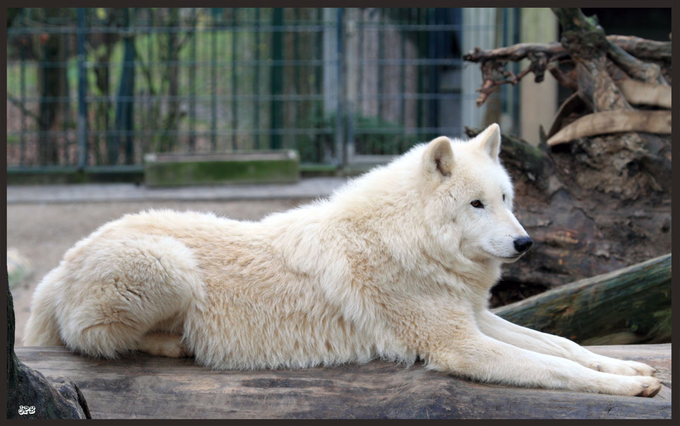 Kanadischer Wolf im Zoo Wuppertal