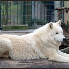 Kanadischer Wolf im Zoo Wuppertal